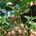 Enkianthus campanulatus fleur